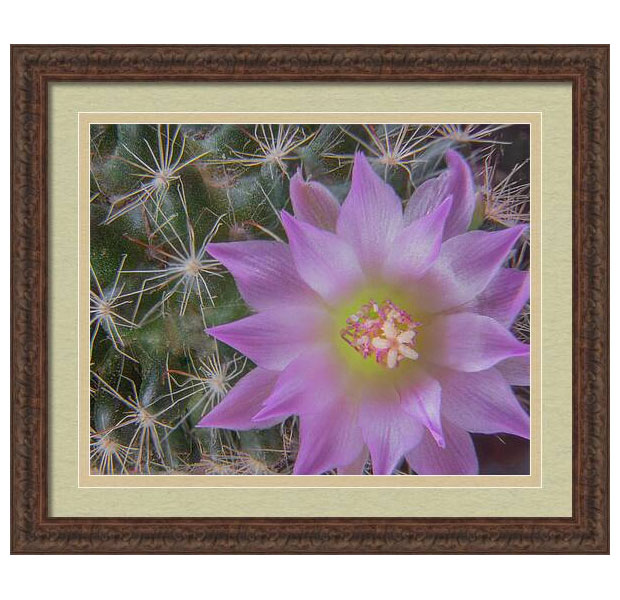 CactusFlower#2