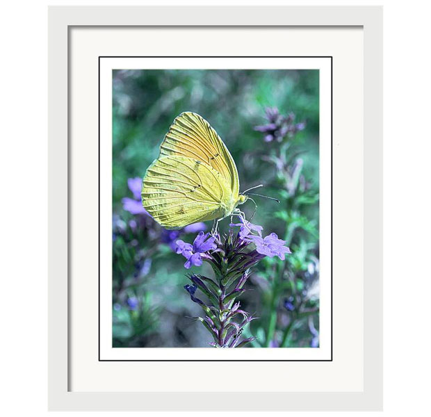 Sleepy_Orange_Sulphur_Butterfly