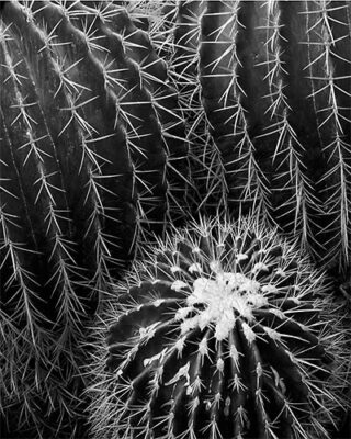 An image capturing the elegant form and intricate detail of three resilient Golden Barrel Cactus in a monotone palette.