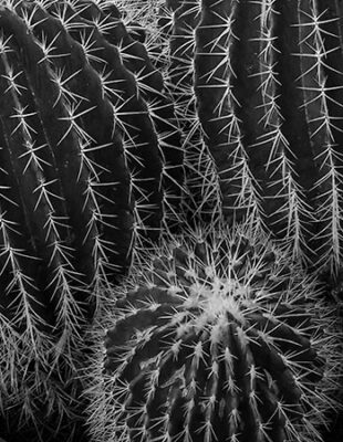 An image capturing the elegant form and intricate detail of three resilient Golden Barrel Cactus in a monotone palette.