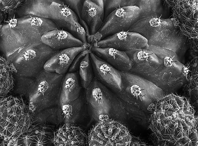 Close-up of a cactus reveals its intricate patterns and spiky surface, creating a striking contrast in black and white. The composition emphasizes the radial symmetry and detail of the plant’s structure.